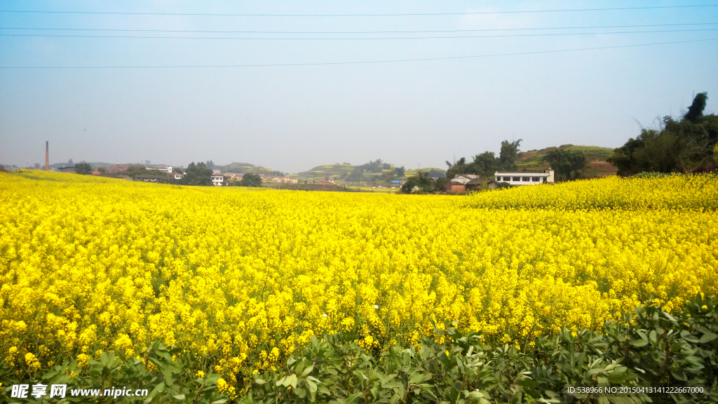 油菜花