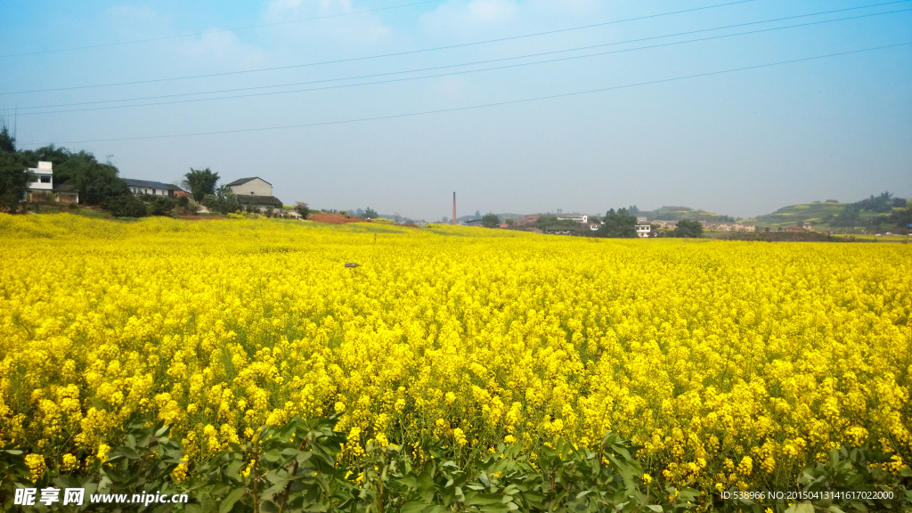 油菜花