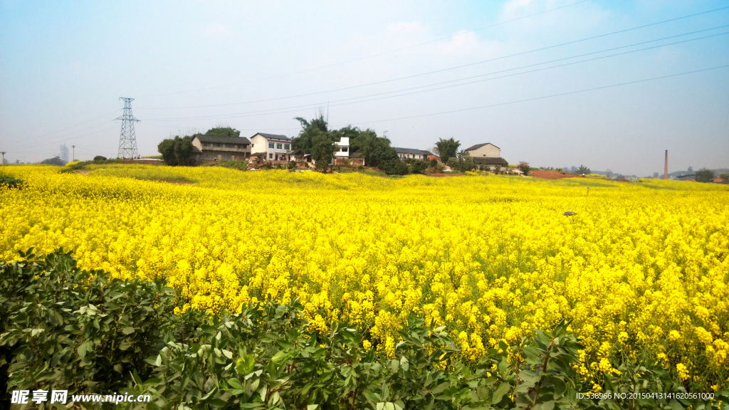 油菜花