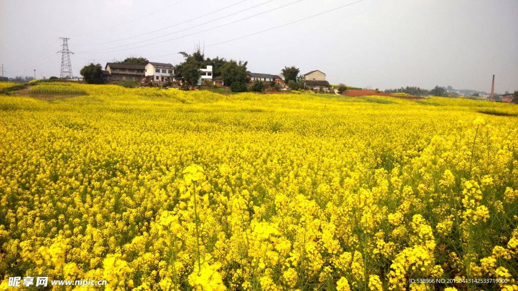 油菜花