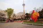 玉渊潭公园风光