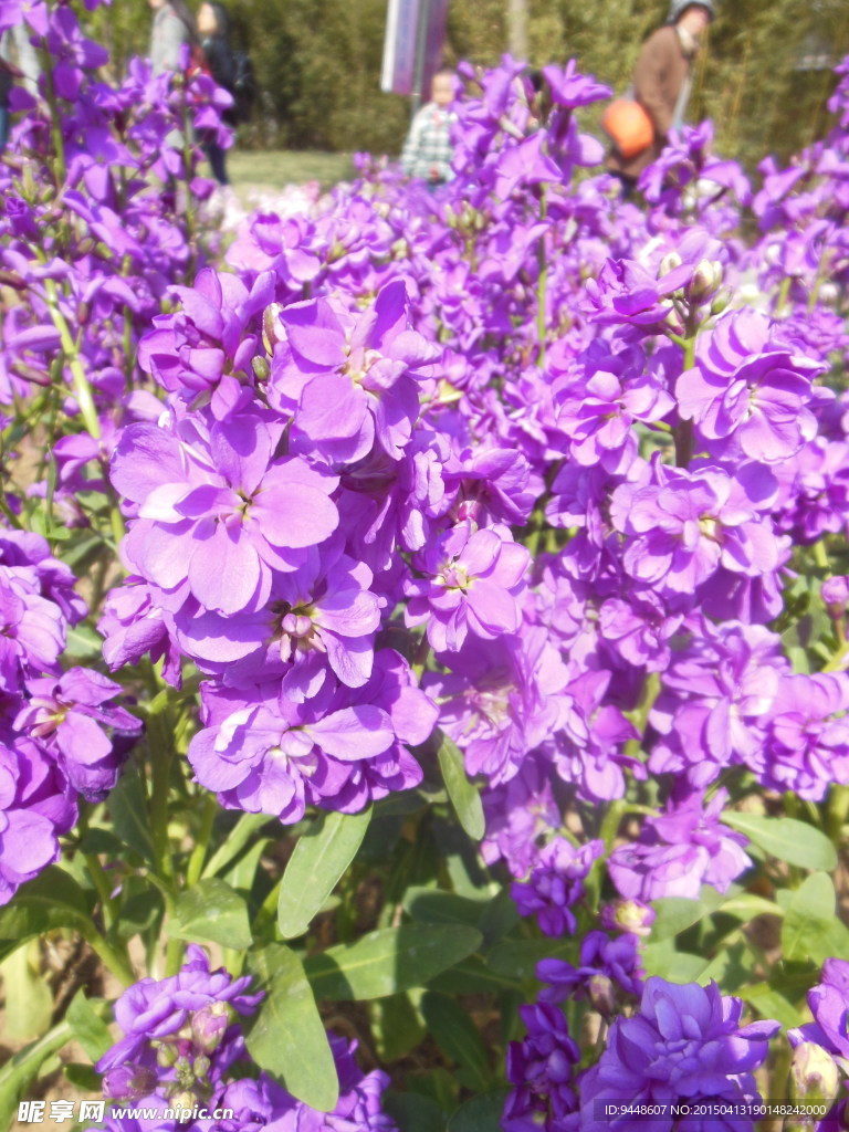紫色花朵