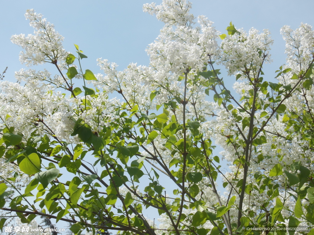 丁香花