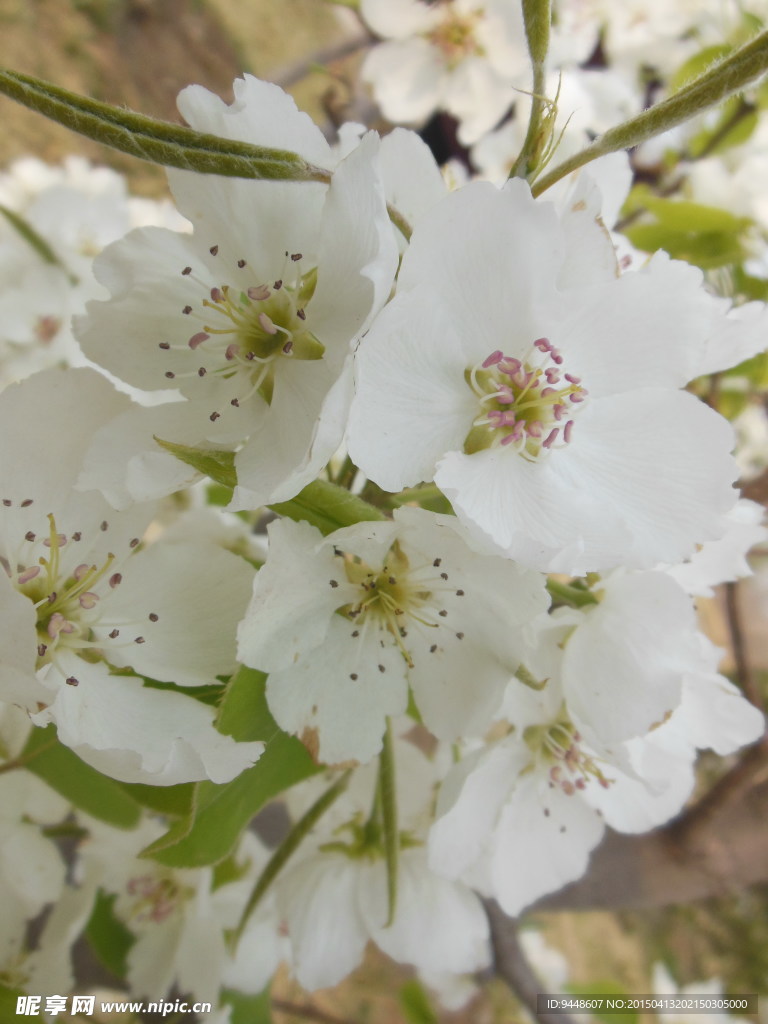 苹果花