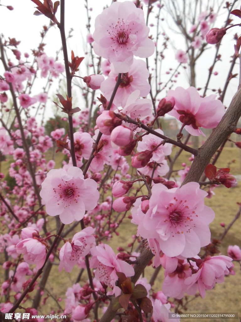 榆叶梅