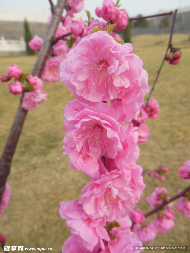 榆叶梅