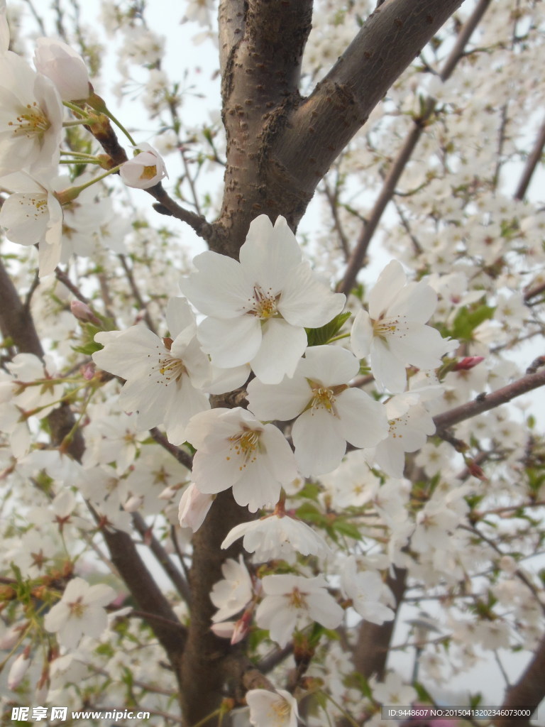 苹果花