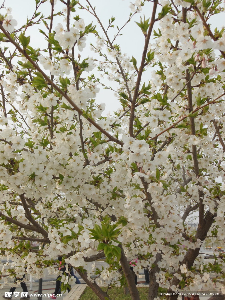 苹果花