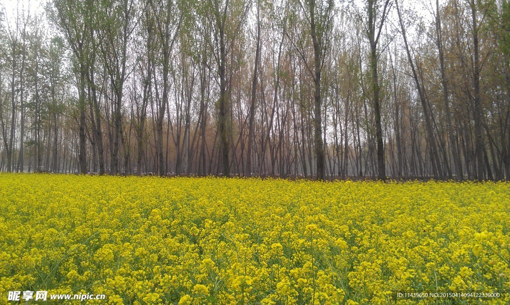 油菜花 树林