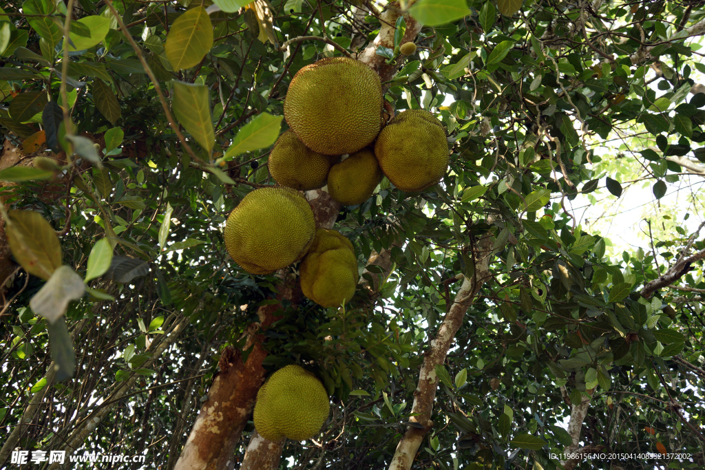 菠萝蜜树