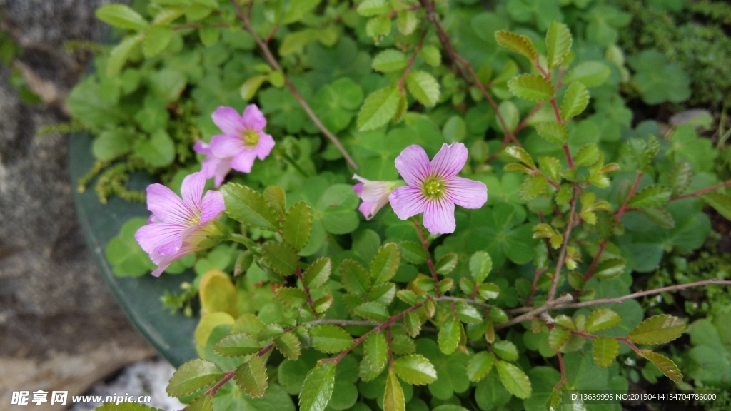 小花