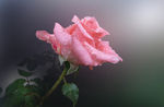 朦胧中的粉色玫瑰花
