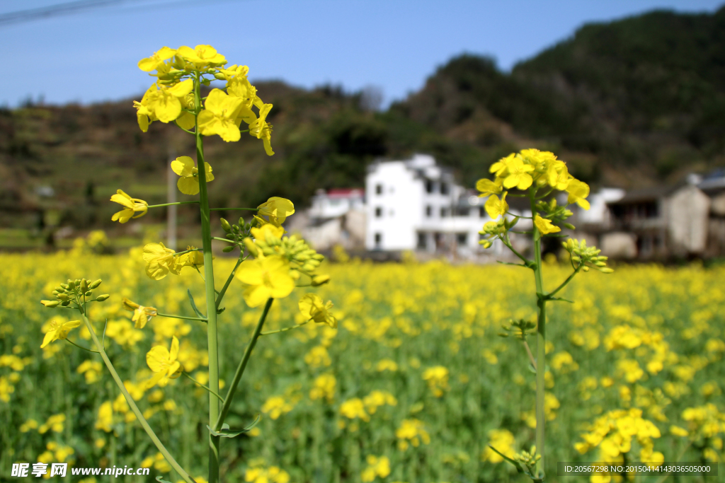 家朋油菜花