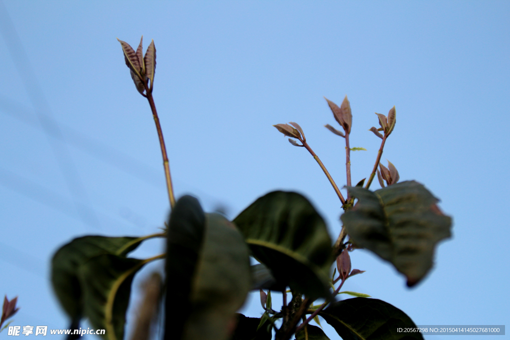 新茶