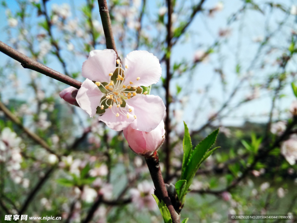 松湖烟雨海棠花