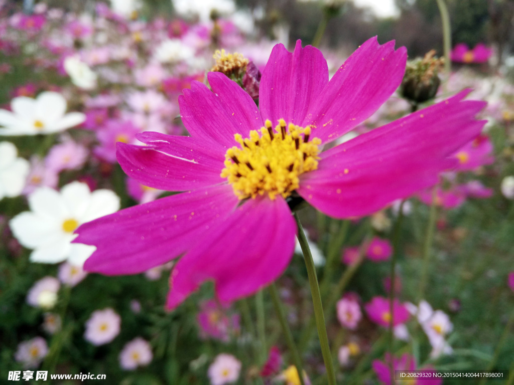 松湖花海波斯菊