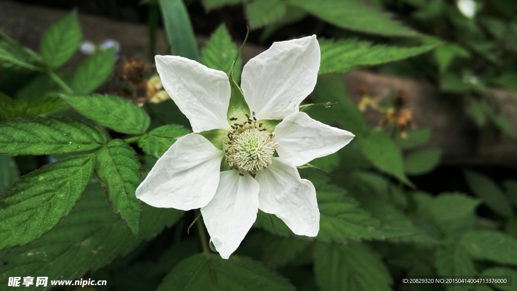 银瓶山银莲花