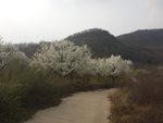 一路梨花
