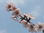 桃花花枝