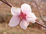 桃花特写