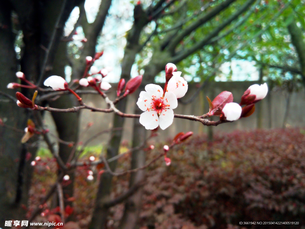 一枝桃花