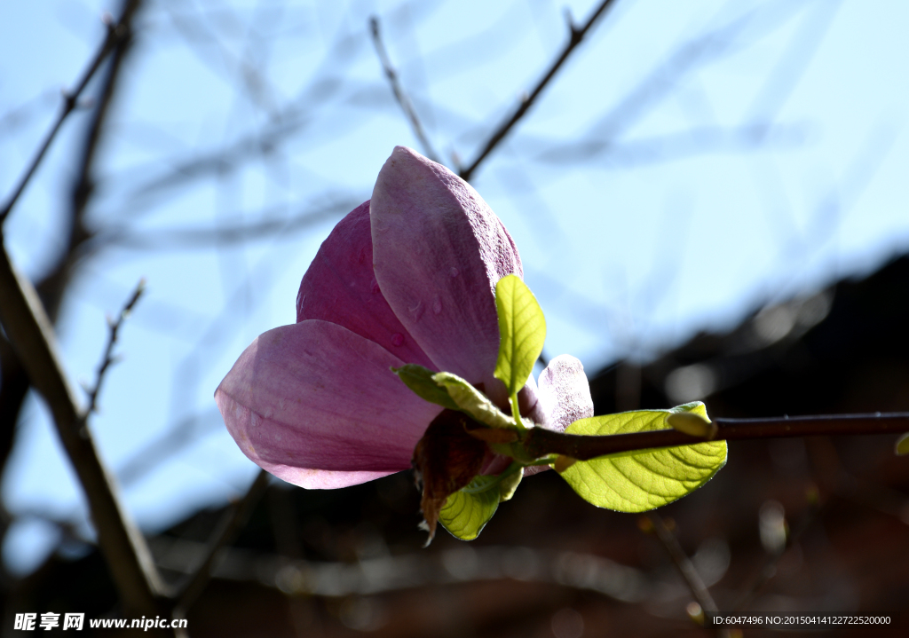 玉兰花