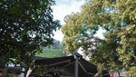 西湖龙井茶基地