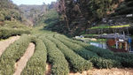 西湖龙井茶基地