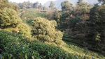西湖龙井茶基地