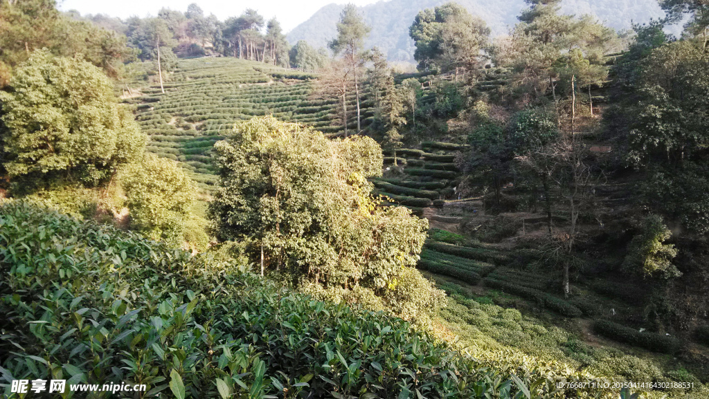 西湖龙井茶基地