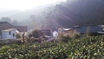 西湖龙井茶基地