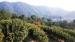 西湖龙井茶基地