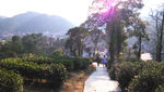 西湖龙井茶基地
