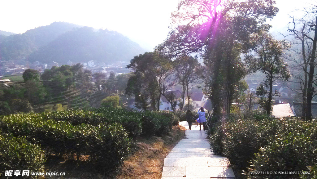 西湖龙井茶基地