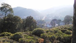 西湖龙井茶基地