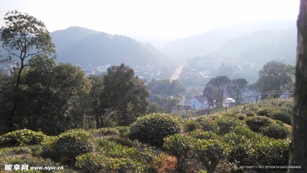 西湖龙井茶基地