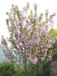 樱花树
