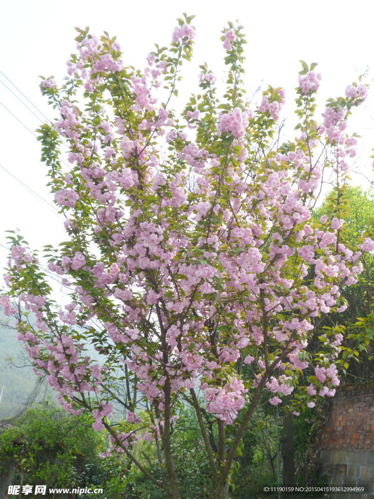 樱花树