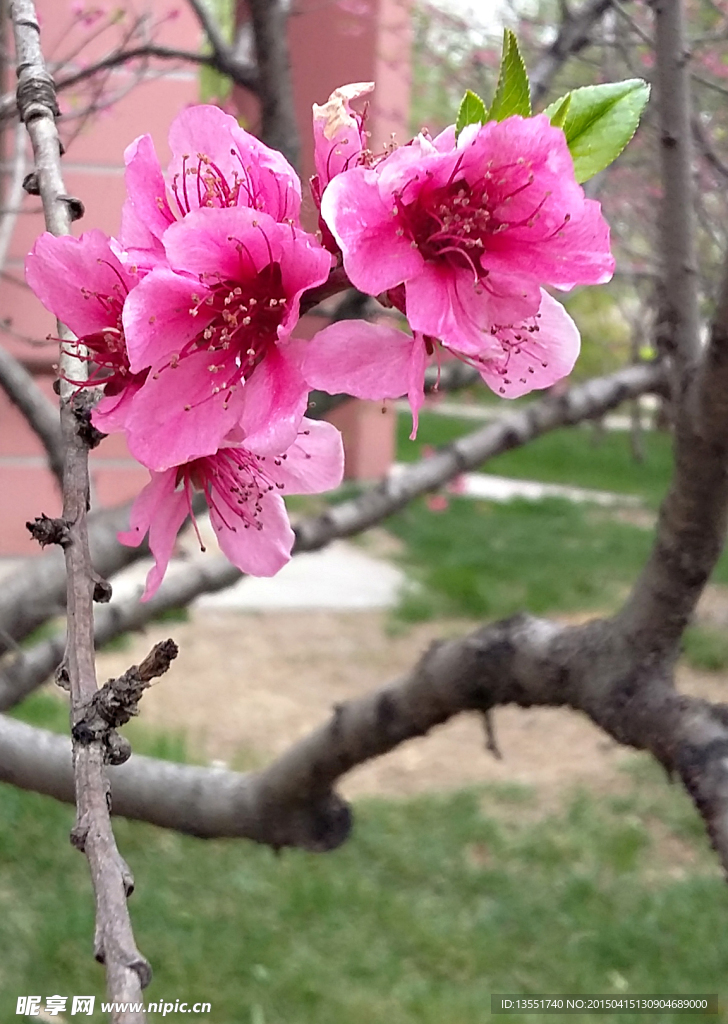 桃花