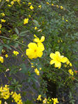 迎春花