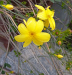 迎春花