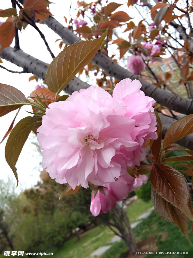 樱花