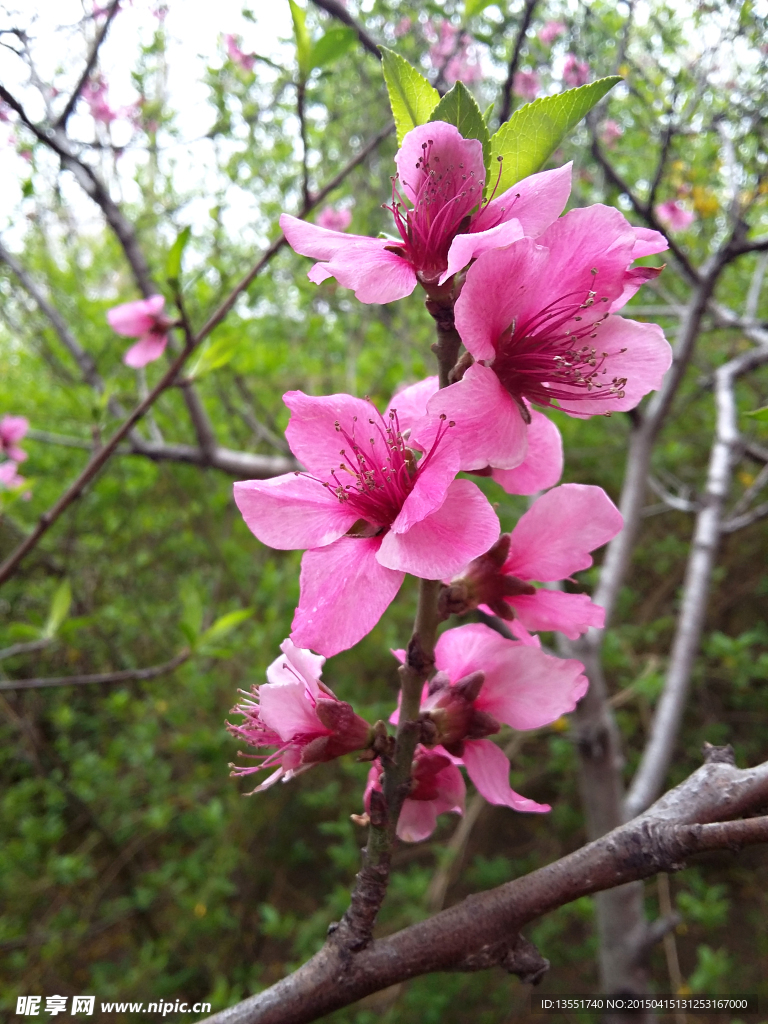 桃花