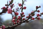 粉色桃花特写