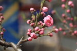 粉色桃花特写