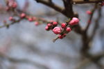 粉色桃花特写