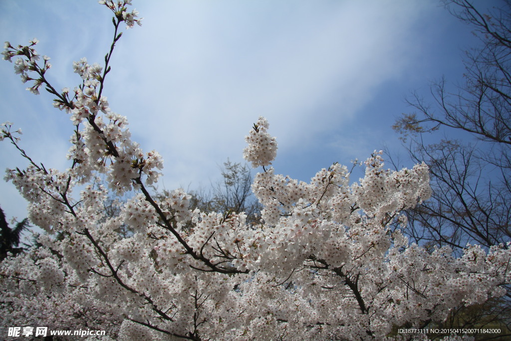 樱花摄影