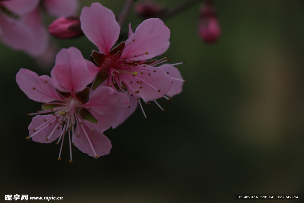 桃花