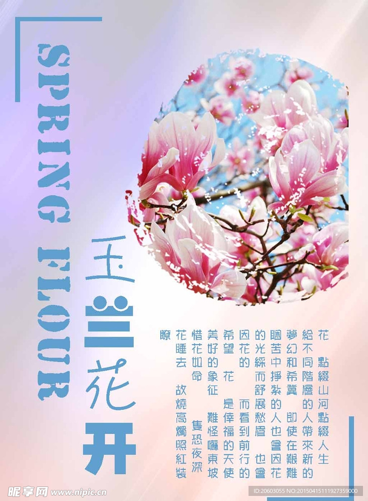 玉兰花开