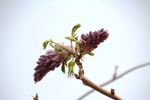 紫藤花